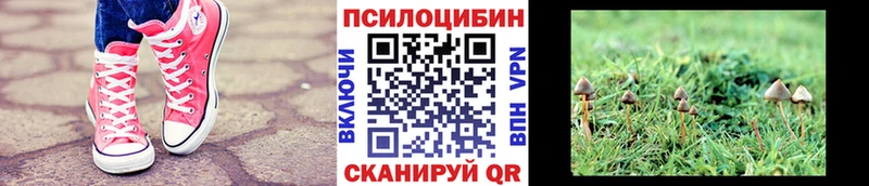 Псилоцибиновые грибы Psilocybine cubensis  Боготол 